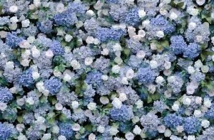 Blog 4 Artificial flower walls for weddings and events with wholesale flower wall panels and full backdrop options